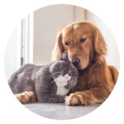 Dog Skin Dry - Pets Healthy Hair And Coat - Boost Immune System - Nail Health - Premium Complex - Dog Quercetin - 120 Treats (2 Bottles) -Pet Products Shop 31UpwqBiLwL