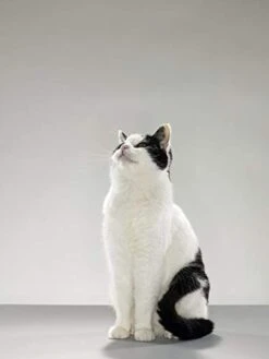 I LOVE MY PETS LLC Cat Senior Food - Ultra Vitamins - CAT Health - Mineral Boost - Cat Vitamin B Supplement - 180 Treats (2 Bottles) 10 I LOVE MY PETS LLC Cat Senior Food - Ultra Vitamins - CAT Health - Mineral Boost - Cat Vitamin B Supplement - 180 Treats (2 Bottles) -Pet Products Shop 31VIoti4TgL