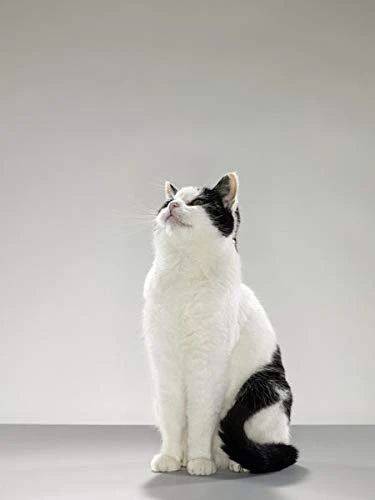 I LOVE MY PETS LLC Cat Senior Food - Ultra Vitamins - CAT Health - Mineral Boost - Cat Vitamin B Supplement - 180 Treats (2 Bottles) 6 I LOVE MY PETS LLC Cat Senior Food - Ultra Vitamins - CAT Health - Mineral Boost - Cat Vitamin B Supplement - 180 Treats (2 Bottles) - Image 4