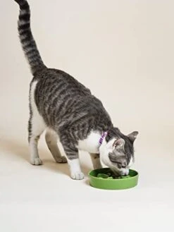 Ceramic Slow Feeder Dog Bowls Small Breed, 0.5 Cups Dog Food Dish For Fast Eaters, Puzzle Bowl For Small Dogs And Cats,5.5 Inch-Green 20 Ceramic Slow Feeder Dog Bowls Small Breed, 0.5 Cups Dog Food Dish For Fast Eaters, Puzzle Bowl For Small Dogs And Cats,5.5 Inch-Green -Pet Products Shop 31XE3tTtmWL