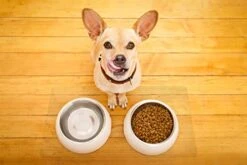 ExactMade - Clear Pet Bowl Mat, USA Made, Safe, Waterproof, 14 X 21 Inch, 2mm Thick Smooth Vinyl, Clear Cat Mat, Clear Cat Litter Mat, Clear Dog Cage Floor Mat, Clear Fish Tank Mat 18 ExactMade - Clear Pet Bowl Mat, USA Made, Safe, Waterproof, 14 X 21 Inch, 2mm Thick Smooth Vinyl, Clear Cat Mat, Clear Cat Litter Mat, Clear Dog Cage Floor Mat, Clear Fish Tank Mat -Pet Products Shop 418klcw3pkL