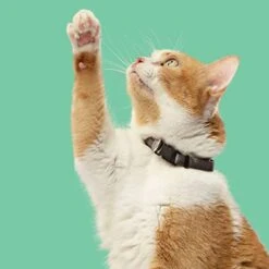 Rachael Ray Nutrish Indoor Complete Premium Natural Dry Cat Food, Chicken With Lentils & Salmon Recipe, 14 Pounds (Packaging May Vary) -Pet Products Shop 41KMKuSfYsL