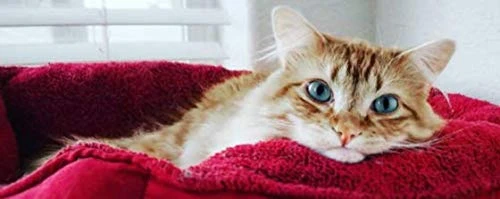 I LOVE MY PETS LLC Cat Senior Food - Ultra Vitamins - CAT Health - Mineral Boost - Cat Vitamin B Supplement - 180 Treats (2 Bottles) 4 I LOVE MY PETS LLC Cat Senior Food - Ultra Vitamins - CAT Health - Mineral Boost - Cat Vitamin B Supplement - 180 Treats (2 Bottles) - Image 2