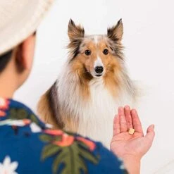 LIFE ESSENTIALS BY CAT-MAN-DOO All Natural Freeze Dried Wild Alaskan Salmon Treats For Cats & Dogs - Single Ingredient No Grain Snack With No Additives Or Preservatives, 5 Ounce Bag -Pet Products Shop 41rihw8wkxL