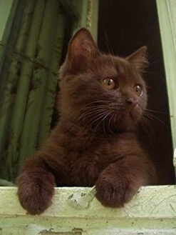 I LOVE MY PETS LLC Cat Omega 3 Fish Oil - Omega 3 Fatty ACIDS For Cats - Best Health Option - Premium - Cat Fish Oil - 360 Softgels (2 Bottles) 14 I LOVE MY PETS LLC Cat Omega 3 Fish Oil - Omega 3 Fatty ACIDS For Cats - Best Health Option - Premium - Cat Fish Oil - 360 Softgels (2 Bottles) -Pet Products Shop 41vJ7jx2lnL 1