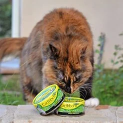 Earthborn Holistic Chicken Catcciatori Grain-Free Moist Cat Food 3 Ounce (Pack Of 24) -Pet Products Shop 512UbmVVnaL