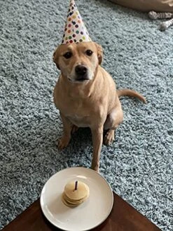 PawCakes - Pancake Mix For Dogs, Veterinarian Developed, All Natural, Gluten Free, Dog And Puppy Treats -Pet Products Shop 516BjKpJGOL