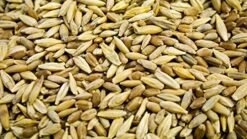 Thunder Acres Cat Grass Blend, Wheat, Barley, Oats, And Rye Mix, Non-GMO, Certified Organic, Bonus CAT Toy (5 LB) -Pet Products Shop 51J8VB2tYiL