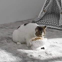 Y YHY Elevated Cat Bowls Anti-Vomiting, Tilted Raised Cat Bowl, Ceramic Cat Bowls For Flat Faced Cats, Small Dogs, Protect Pets Spine, Dishwasher And Microwave Safe -Pet Products Shop 51NlDf9AvQL