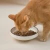 MIKIGEY Ceramic Cat Food Water Bowl Set, 6.3 Inches Wide Shallow Cat Dish, Whisker-Friendly Pet Cat Bowl, Basic Cat Bowl, Black And White Pet Bowl, Pack Of 2 2 MIKIGEY Ceramic Cat Food Water Bowl Set, 6.3 Inches Wide Shallow Cat Dish, Whisker-Friendly Pet Cat Bowl, Basic Cat Bowl, Black And White Pet Bowl, Pack Of 2 -Pet Products Shop 51WVjfHiXeL