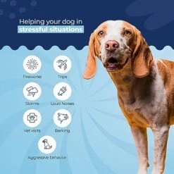 One Wellness Calming Treats With Hemp For Dogs - Stress Relief - Helps With Separation, Barking, Chewing, Fireworks - Made In USA (Grain-Free Mini Bones) -Pet Products Shop 51gYpES8LBL