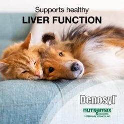 Nutramax Denosyl Liver And Brain Health Supplement For Small Dogs And Cats - With S-Adenosylmethionine (SAMe), 3 Pack, 90 Total Tablets -Pet Products Shop 51h5UYfvFtL