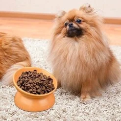 GENERIC PAILUOMU Ceramic Raised Cat Bowl, Set 2 Tilted Elevated Pet Food And Water Bowls, Stress Free Cat Dog Feeder Dish, Suitable For Small, Medium Cats And Dogs,Yellow -Pet Products Shop 51zLbMcRk2L