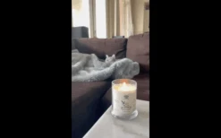 Gerrard Larriett - Deodorizing Soy Candles For Pets, Scented Candles For Removing Pet/Household Odors, Lasts Up To 40 Hours, White Candles For Home Scented With De-Stress Lavender & Chamomile Fragrance, 10 Oz 19 Gerrard Larriett - Deodorizing Soy Candles For Pets, Scented Candles For Removing Pet/Household Odors, Lasts Up To 40 Hours, White Candles For Home Scented With De-Stress Lavender & Chamomile Fragrance, 10 Oz -Pet Products Shop 91wkB18nhlL