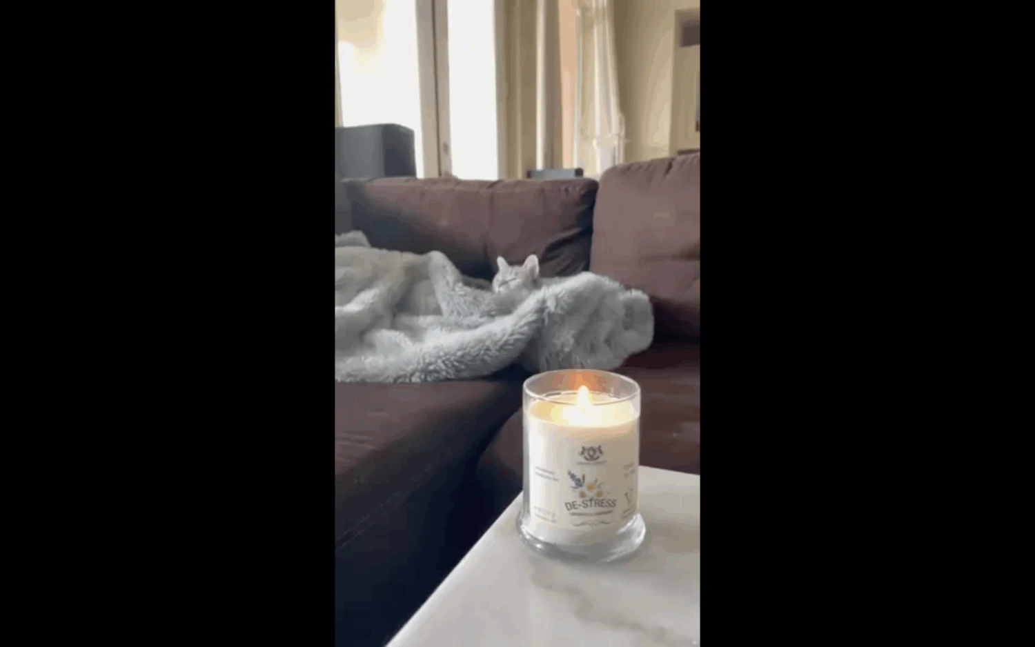 Gerrard Larriett - Deodorizing Soy Candles For Pets, Scented Candles For Removing Pet/Household Odors, Lasts Up To 40 Hours, White Candles For Home Scented With De-Stress Lavender & Chamomile Fragrance, 10 Oz 7 Gerrard Larriett - Deodorizing Soy Candles For Pets, Scented Candles For Removing Pet/Household Odors, Lasts Up To 40 Hours, White Candles For Home Scented With De-Stress Lavender & Chamomile Fragrance, 10 Oz - Image 5